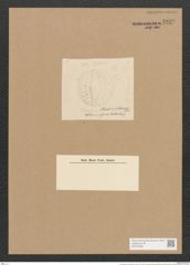 Campylodiscus thuretii Breb. (de-Toni-Nr.: Genus 57, Species 2482) Zeichnungen Sammlung Grunow Nr. 4989 (NHMW-BOT-W0373229)